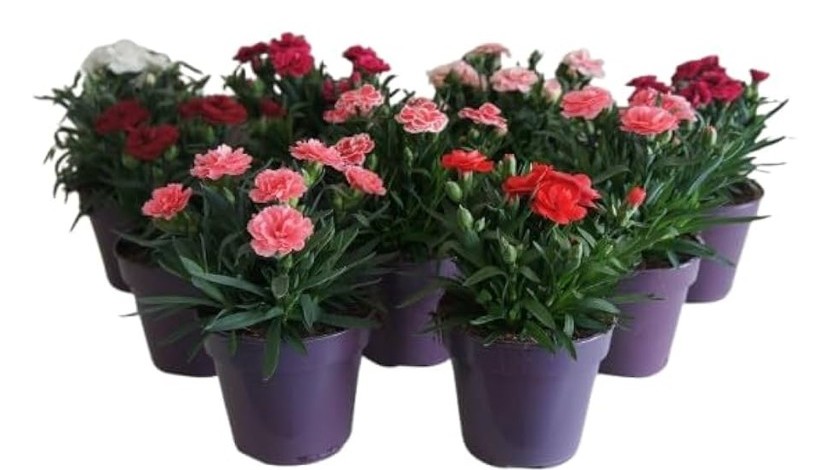 bea 202602 clavel.jpg